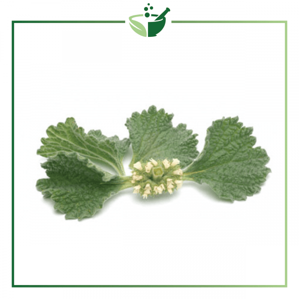 Marrubium Extract Powder-01